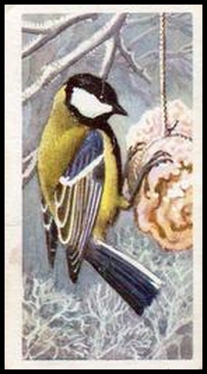 17 Great Tit